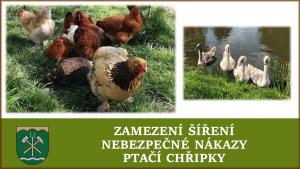 ptačí chřipka